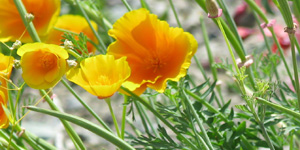 flower2