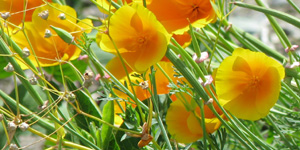 flower4